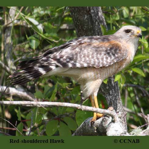 Birds of North America