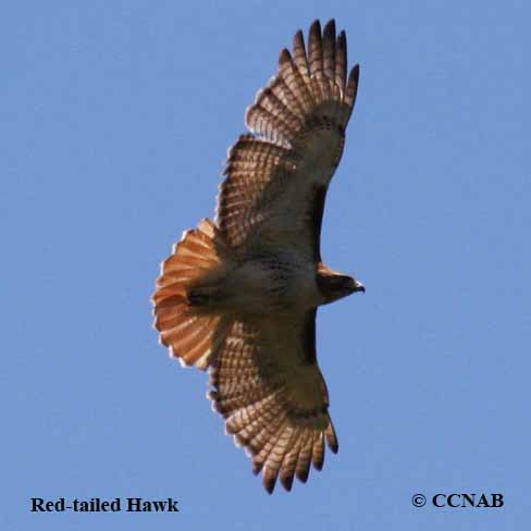 Birds of North America