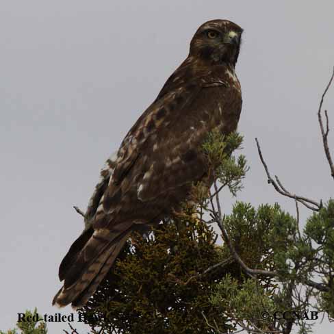 Birds of North America