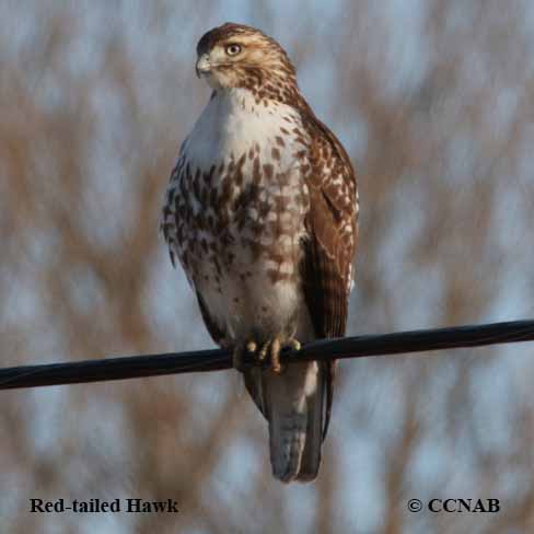 Birds of North America