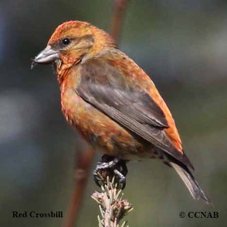 Birds of North America