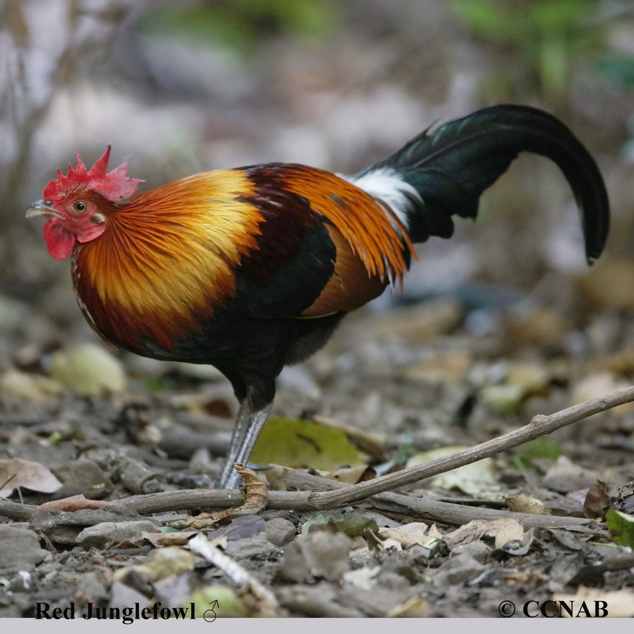 Red Junglefowl