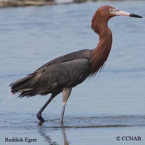 Reddish Egret