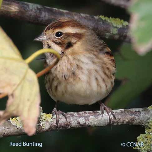 Birds of North America