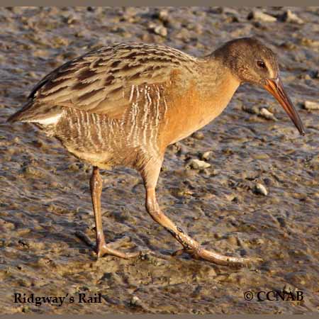 Birds of North America