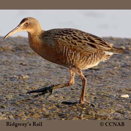 Ridgway's Rail