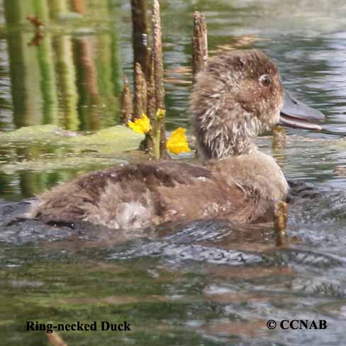 Birds of North America