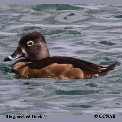 Birds of North America