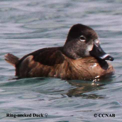 Birds of North America