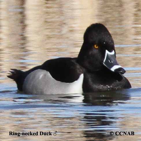 Birds of North America