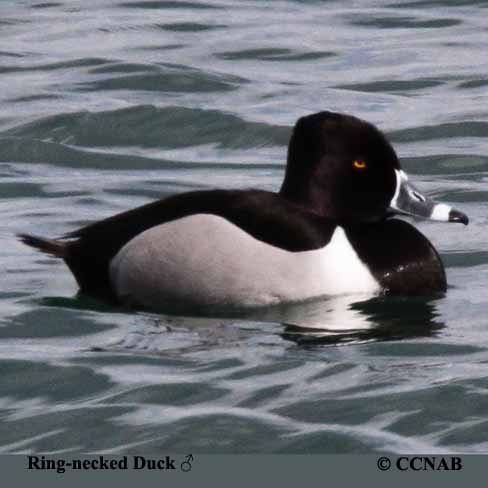 Birds of North America