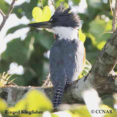 Birds of North America