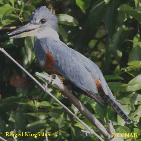 Birds of North America