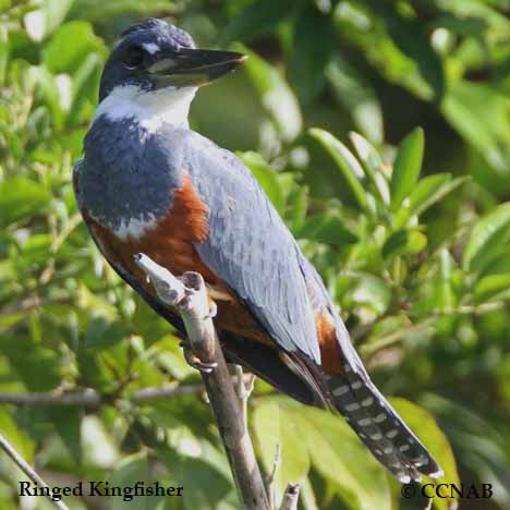 Birds of North America