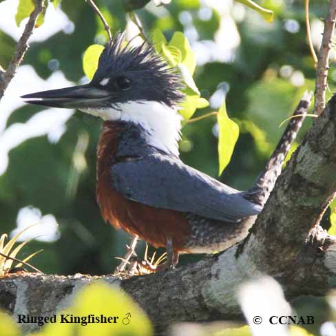 Birds of North America