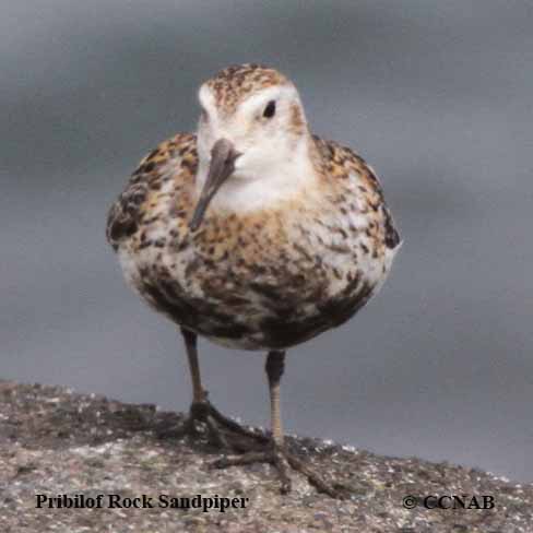 Birds of North America