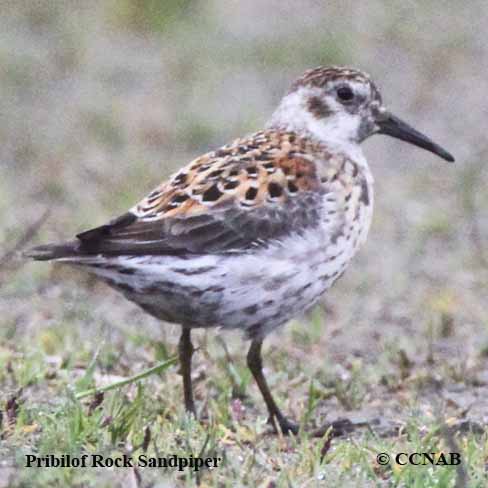 Birds of North America