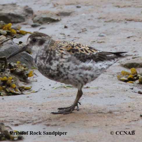 Birds of North America