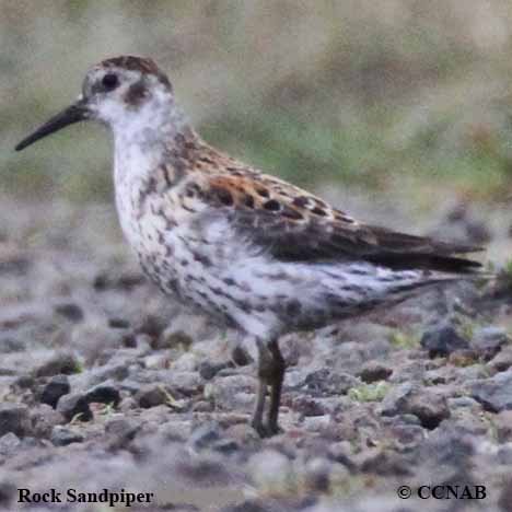 Birds of North America