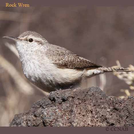 North American Wrens