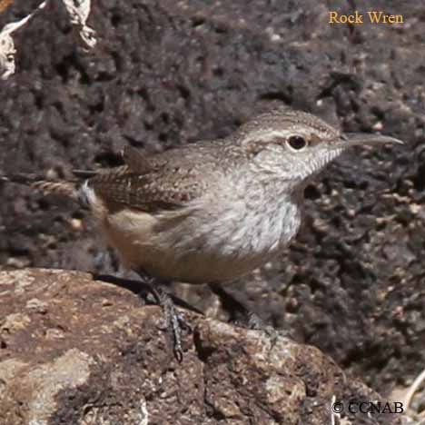 Birds of North America