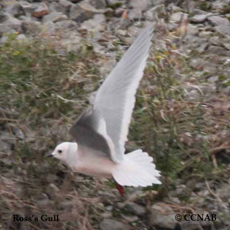 Birds of North America