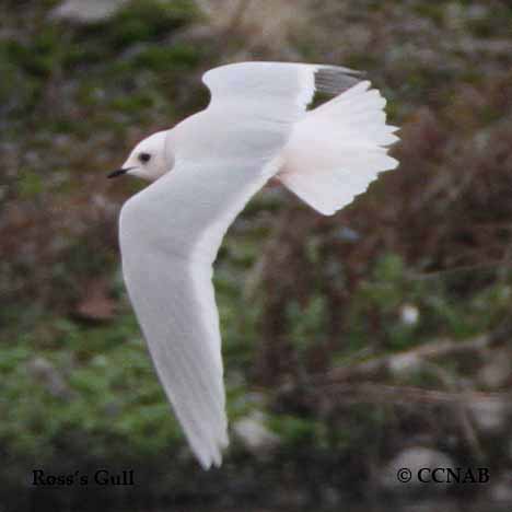 Birds of North America