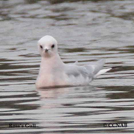 Birds of North America