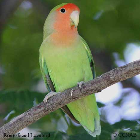 Rosy-faced Lovebird