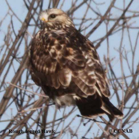 Birds of North America