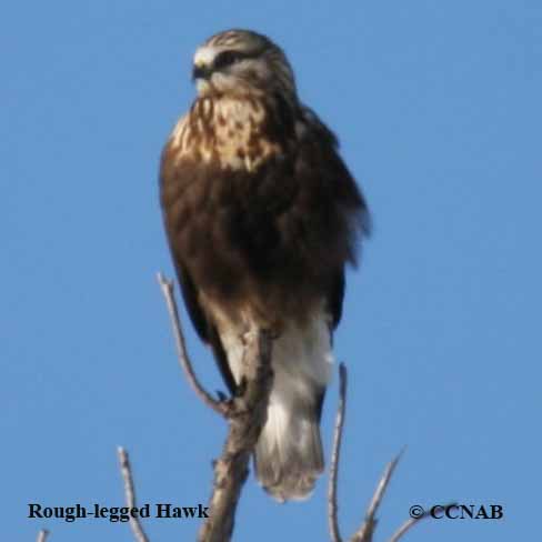 Birds of North America