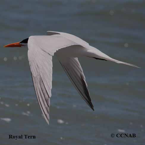 Birds of North America