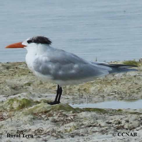 Birds of North America