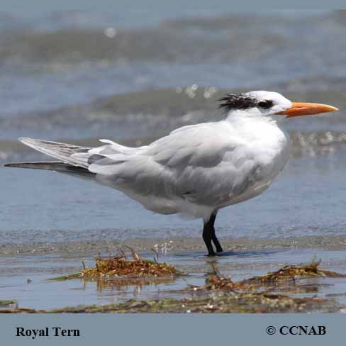 Royal Tern