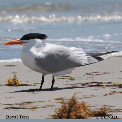 Birds of North America