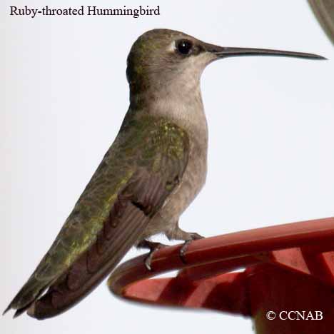 North American Hummingbirds