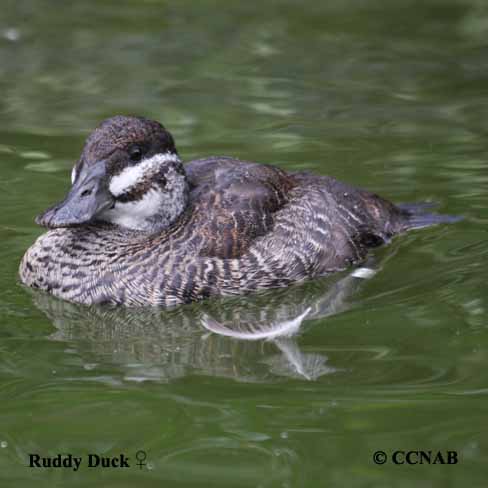 Birds of North America