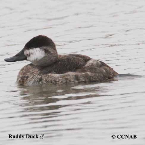 Birds of North America