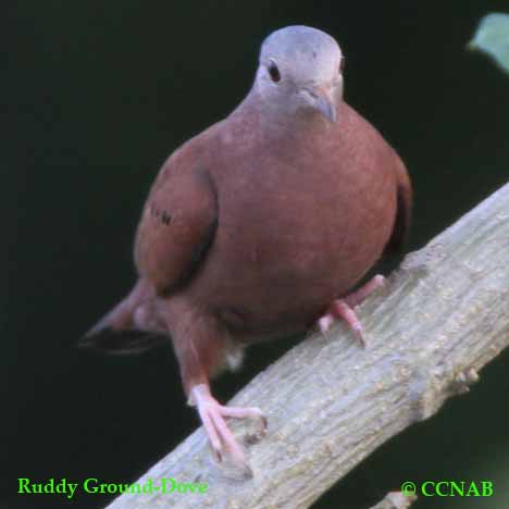 Ruddy Ground-Dove