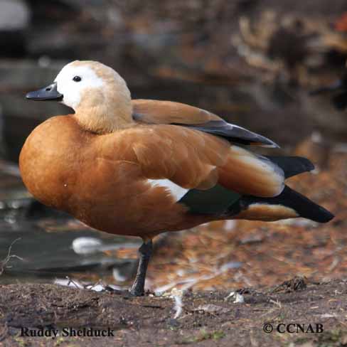 Ruddy Shelduck