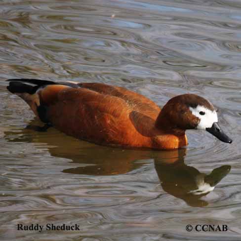 Ruddy Shelduck