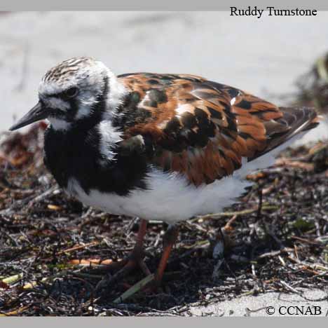 Ruddy Turnstone