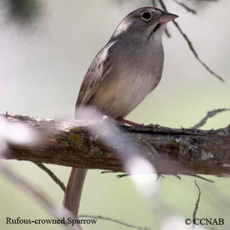 Birds of North America