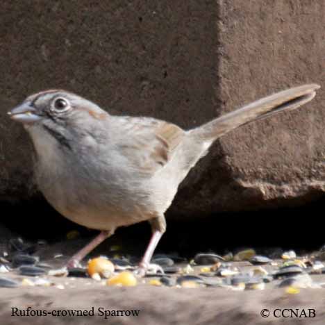 Birds of North America