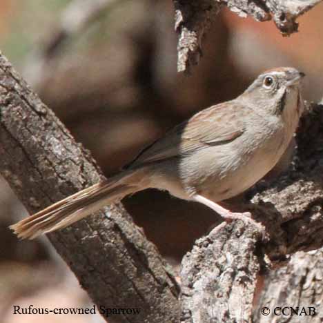 Birds of North America