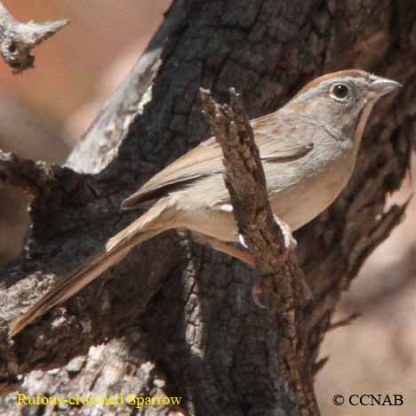 Birds of North America