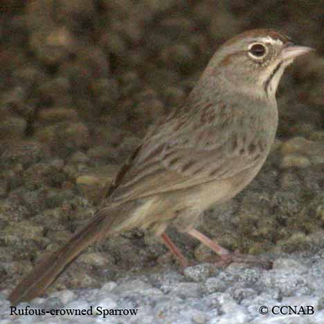 Birds of North America