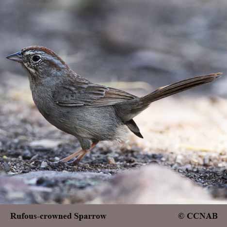 Birds of North America