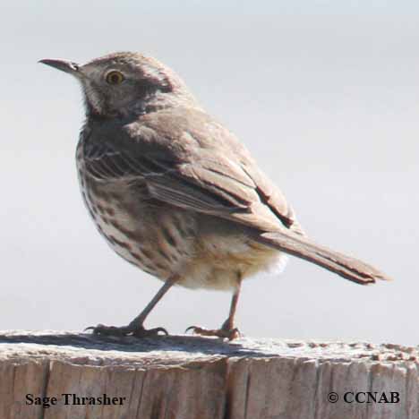 Sage Thrasher