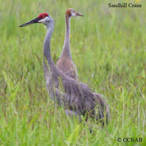 Birds of North America